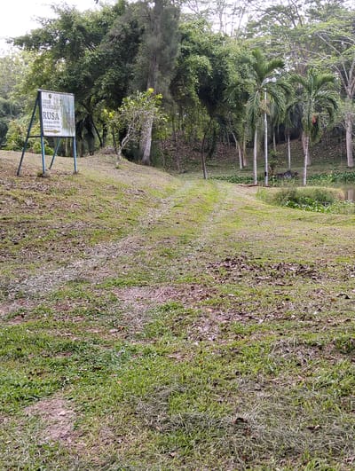 An outdoor, ground-level shot features a grassy area with a dirt path leading uphill towards a dense cluster of trees. To the left of the path, a white sign with blue metal legs stands at an angle, displaying text in an Indonesian language. The sign's text reads "LOKASI PENANGKARAN RUSA" which translates to "DEER BREEDING LOCATION". Below this, it states "(Cervus spp)". Further text appears to be in smaller print. In the background, palm trees and other foliage create a lush, green environment. A body of water, possibly a pond or lake, is visible to the right of the path, surrounded by vegetation. The ground is covered in grass and scattered fallen leaves, with patches of bare earth. The overall scene depicts a natural, park-like setting.