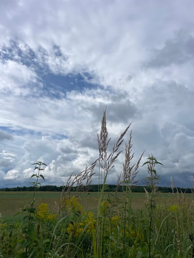 This is a photograph taken outdoors, likely in a rural or semi-rural area. The foreground is dominated by tall grasses and wildflowers, some with yellow blossoms. A nettle plant is prominent on the left side of the frame. In the midground, there is a field, possibly agricultural, bordered by a dense line of dark green trees. The background is a dramatic sky filled with a mix of white and dark grey clouds, suggesting an overcast or stormy day. There are no people or animals visible in the image. The scene captures a natural landscape under a dynamic sky.