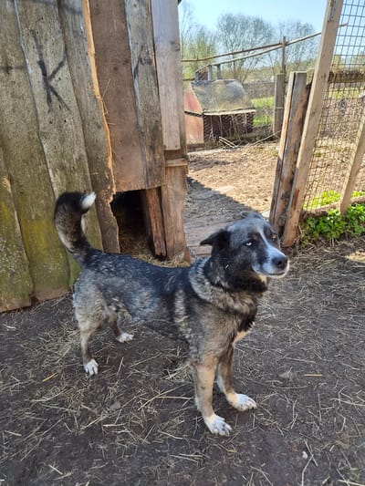 A medium-sized dog stands in a dirt and straw-covered area next to a wooden structure. The dog has dark grey and light brown fur with white paws and a white tip on its tail. Its head is turned upwards and slightly to the left. Behind the dog is a partially constructed or dilapidated wooden structure. In the background, beyond the structure, a fenced area and some distant buildings are visible under a bright sky. The location is Узяр, Russia.