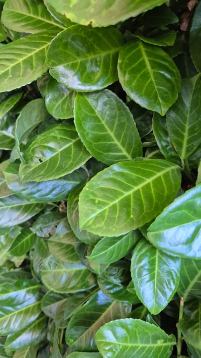 A dense cluster of glossy, dark green leaves occupies the frame, with veins clearly visible on their surfaces. The lighting suggests an outdoor setting, possibly a garden or park. No people or specific city landmarks are visible, but the vegetation could be consistent with the natural environment found in and around Dissen am Teutoburger Wald, Germany. The image is a close-up view of foliage.