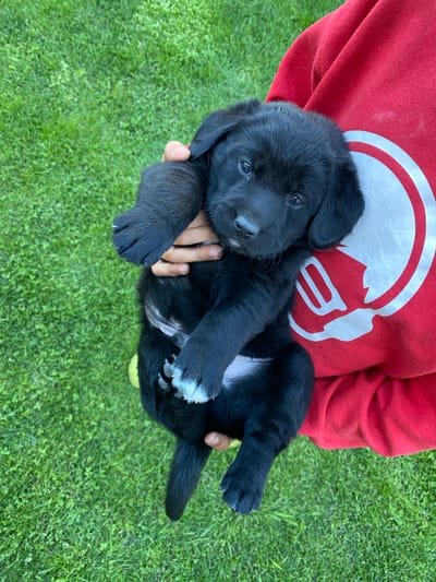 A person wearing a red sweatshirt holds a black puppy with white markings on its paws. The puppy is facing the camera, looking slightly to the left. The background is a green grassy lawn. The image was taken outdoors in the city of Liuboml, Ukraine.
