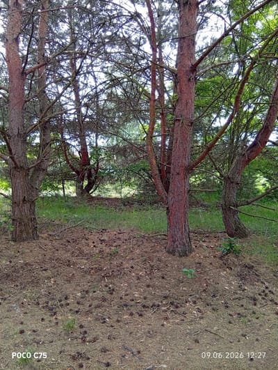 This image depicts a pine forest floor in Wilczyce, Poland. The ground is covered in a thick layer of dry pine needles and scattered pinecones. Several pine trees with reddish-brown bark and complex branching structures are visible. The trees are spaced relatively close together, creating a dense canopy overhead, though the sky is visible through the branches. The undergrowth consists of green grass and small plants. The lighting suggests it is daytime, with sunlight filtering through the trees. The image is watermarked with "POCO C75" in the bottom left corner and "09.06.2026 12:27" in the bottom right corner. There are no people or animals present in the scene.