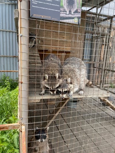 This media file captures a bright, sunny daytime scene of raccoons in a zoo or animal park enclosure in Timofeevka, Russia. At least four raccoons are visible within a multi-level cage constructed from metal mesh and wooden platforms. Two raccoons are resting on a higher wooden platform, one appearing to observe its surroundings, while another is partially visible at the bottom of the frame, looking out. A fourth raccoon's face is seen on the right edge of the image, also looking outwards.
The enclosure features several wooden structures, possibly for climbing or resting. Metal bowls are also visible inside the cage. Outside the enclosure, bright green foliage and parts of other structures are discernible, suggesting an outdoor setting. The strong shadows indicate bright sunlight.
An information board in Russian is attached to the outside of the cage. Visible text includes: "Raccoon Harry was born in our park. His parents are Rocket and Star." and "Please, do not keep exotic animals at home!" The board also invites visitors to become a guardian, providing a phone number ("8 984 199 21 00"), email ("lionsparkru@yandex.ru"), and website ("lionspark.ru"), which confirms the location as "Lions Park".