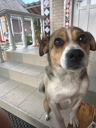This is an eye-level, close-up, vertical shot of a dog's face, peering directly into the camera. The dog has brown and white fur, with darker brown markings around its eyes and on its ears. Its nose is black and prominent. The dog's head is tilted, giving it an inquisitive expression.
The background suggests an outdoor setting, possibly a patio or balcony. To the left, there's a white railing with decorative tiled accents in shades of orange, green, and pink. Further back, there appears to be a building with windows and some greenery, possibly plants in pots. The ground is tiled in a light-colored pattern of squares and rectangles. To the right, a wooden surface is visible, likely a table or bench, with a small piece of what appears to be packaging with some text on it.
The lighting suggests it is daytime, with soft natural light. The overall mood is casual and possibly domestic. The specific location context of Makiv, Ukraine, indicates the geographical setting of the image. No specific activity is clearly depicted, other than the dog posing for the camera. The visible text on the packaging is too blurry to read.