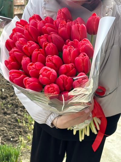 An individual, partially visible from the mid-torso to the upper thighs, holds a large bouquet of red tulips in Trudobelikovskiy, Russia. The person is wearing a light-colored, possibly beige or light grey, long-sleeved jacket and dark trousers. A silver-toned chain bracelet is present on their left wrist. Both hands, displaying light-colored fingernail polish, support the bouquet in the center of the frame.

The bouquet consists of approximately 50 to 60 vibrant red tulips, mostly closed or partially open. It is wrapped in clear plastic cellophane, layered over a white paper or non-woven fabric wrapping at the upper portion. The green stems of the tulips are visible at the bottom of the bouquet, secured with a red ribbon tied around them.

The background is out of focus, indicating an outdoor setting. To the left and slightly behind the person, the ground appears as dark, bare earth with sparse green shoots or grass emerging. To the right, the ground transitions to a lighter, possibly paved or gravel, surface.