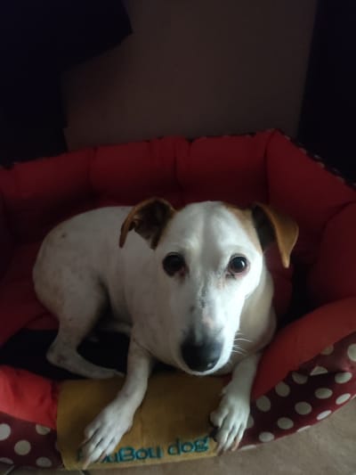 A Jack Russell Terrier is resting in a red and white polka dot dog bed. The dog is mostly white with tan markings on its ears and some speckled spots on its body. It has dark eyes and a black nose, and its whiskers are visible. The dog is looking directly at the camera with a calm expression. The dog bed appears to be made of soft material and is in a dimly lit room, suggesting it might be evening or nighttime. A yellow blanket or mat is placed inside the dog bed, partially under the dog. Visible text on the yellow mat reads "Bou dog". The setting is likely indoors, possibly a home in Trikala, Greece. No specific activity is taking place other than the dog resting.
