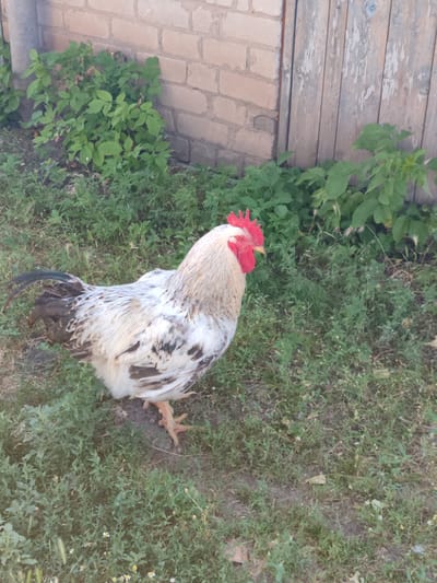 A speckled rooster with white, black, and brown plumage stands in a grassy area next to a brick wall and a wooden fence. The rooster has a bright red comb and wattle. Green foliage grows along the base of the wall and fence. The ground is covered in grass and some scattered dry leaves. The image appears to be taken outdoors in daylight. There are no people visible in the scene.