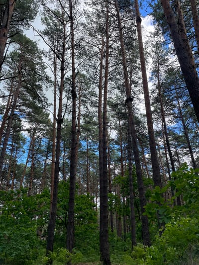 A low-angle, full shot depicts a dense forest of tall, slender pine trees in Mukhinka, Russia. The trees are tightly packed, with their trunks dominating the frame and extending upwards towards a partially cloudy sky. The canopy of pine needles creates a textured ceiling, with patches of blue sky visible through the gaps. In the foreground and midground, lush green foliage, including bushes and smaller trees, forms a verdant undergrowth. The lighting suggests it is daytime, with diffuse light filtering through the trees. There are no people or animals visible in the image. The scene is natural and undeveloped, characteristic of a forest environment.