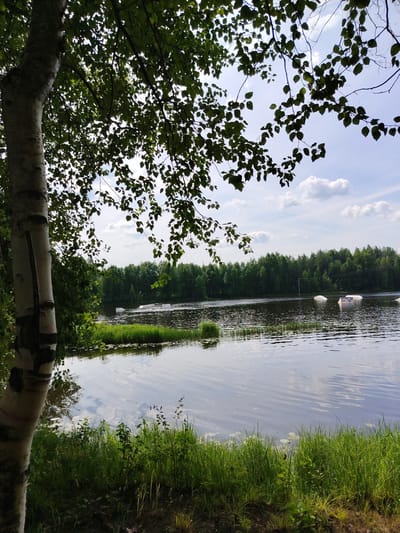 A medium-shot, eye-level outdoor photograph shows a lake with white obstacles floating on it, likely for water sports. The lake is surrounded by a dense green forest and a bright blue sky with scattered white clouds. In the foreground, the trunk of a birch tree with white and black bark stands on the left, and lush green grass grows along the bank of the lake. The reflection of the sky and clouds is visible on the water's surface. There are no people or animals visible in the image. This scene is likely located in the city of Vyltydor, Russia, given the context.