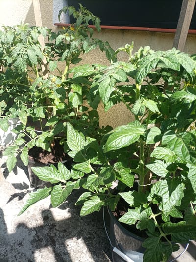 The image shows several potted tomato plants with green leaves and some yellow flowers. The plants are arranged outdoors on a concrete surface, casting shadows from the sunlight. Behind the plants, there is a textured wall and a dark window. A wooden stake is visible supporting one of the plants. The scene appears to be a residential or garden area.