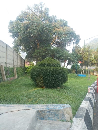 This image depicts an outdoor green space located in Cibeureum, Indonesia.
The scene is illuminated by ambient daylight, with no discernible shadows indicating a specific time of day beyond daytime. The immediate foreground features a worn concrete structure on the left, displaying remnants of blue and white paint, with a longitudinal crack evident on its horizontal surface. Adjacent to this, on the right, is a concrete curb marked with alternating black and white diagonal stripes, delineating the edge of a paved surface, part of which is visible at the extreme right. A small, light-colored figurine stands upright on this striped curb.
The midground is dominated by a mown lawn of green grass. Centrally positioned within this lawn is a large, spherical, densely trimmed shrub with dark green foliage.
In the background, a long, light-grey concrete panel wall extends horizontally along the left side of the frame, separating the green space from an unseen area. Sparse vegetation grows at the base of this wall. Overlapping and extending above the wall is a large, mature tree with a full canopy of light green leaves; a bird's nest is visible within its upper branches. To the right of the central shrub, various other trees and shrubs are present, including a tall, conical evergreen tree. A slender, vertical metal pole stands upright near the right edge of the frame. A small, rectangular, blue-colored structure rests on the grass further right. In the distant background, a range of hills or mountains is visible under a bright, somewhat hazy sky. No human or animal subjects are actively present in the depicted scene.
