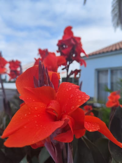 An extreme close-up, shallow depth-of-field shot focuses on a bright orange canna lily flower with visible water droplets on its petals. The flower's dark red stigma is prominent at its center. The background is blurred, showing hints of a light blue sky with scattered clouds, the terracotta roof of a white building, and the dark foliage of other plants. The overall scene suggests an outdoor environment, possibly a garden or yard. The location is identified as Pico da Pedra, Portugal, though no specific landmarks beyond the building and plants are discernible. There are no people or animals visible in the image, nor any discernible actions or interactions.