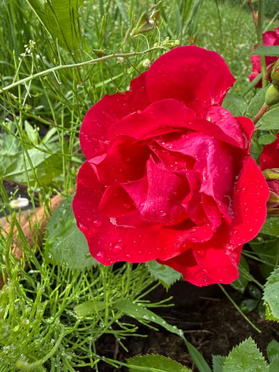 A close-up, slightly angled shot captures a vibrant red rose after a rain shower. The rose, centered in the frame, is in full bloom with many layered petals. Numerous small water droplets glisten on the surface of the petals, reflecting the light. The background is filled with lush green foliage. Some leaves are in sharp focus, showing their texture, while others are softly blurred. Thin green stems and feathery plants, also dotted with water droplets, surround the rose. The overall impression is one of freshness and natural beauty. The image appears to have been taken outdoors, likely in a garden, given the presence of the rose and surrounding plants. The light suggests it could be daytime, possibly after a morning rain. No people, text, or specific location cues beyond "Russia" are visible. The scene evokes a sense of tranquility and the delicate beauty of nature.