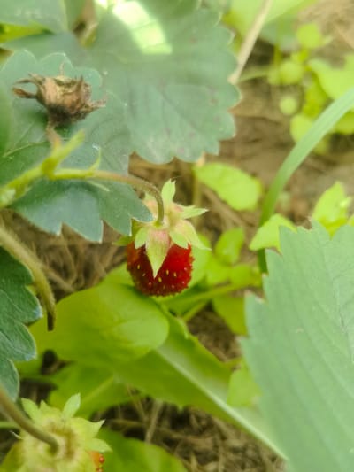 A close-up, low-angle shot reveals a small, ripe strawberry, bright red with yellow seeds, nestled amongst green strawberry leaves and stems. A brown, dry leaf is visible on the upper left. The background is a soft blur of green foliage and brown soil. The scene is outdoors, suggesting a garden or natural setting. The image was taken in Kashino, Russia.
