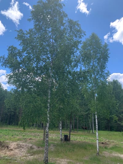 The image depicts a natural landscape with a clear blue sky dotted with white clouds. In the foreground, several birch trees with white bark and green leaves are prominently displayed. The ground is covered with dry grass and some patches of bare soil. In the middle ground, a dense forest of pine trees is visible, with some scattered birch trees among them. Partially obscured within the forest, a brown animal, likely a cow or a horse, can be seen grazing. The scene appears to be an outdoor location in a rural or wooded area, possibly on the outskirts of Vodoratsk, Russia, given the presence of birch and pine trees characteristic of the region. There are no people visible in the image, and no specific actions or interactions are occurring other than the animal grazing.