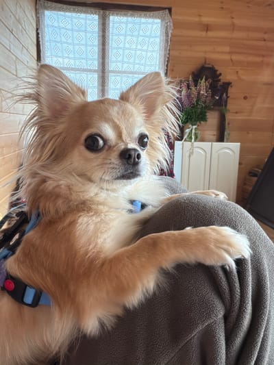A long-haired, light-colored Chihuahua dog with large, dark eyes is resting on a person's lap in a room with wooden walls and a window covered by a white lace curtain. The dog is wearing a blue and black harness with a red buckle. Its front paws are resting on the person's thigh. In the background, there is a white cabinet and a vase of flowers on a shelf. The overall scene appears to be indoors, likely in a home. The image is a close-up of the dog and its immediate surroundings.