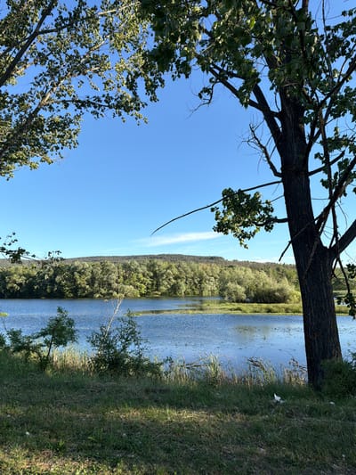 The image depicts a landscape at Lesichovo, Bulgaria. A body of water, likely a river or lake, stretches horizontally across the frame. The right bank is grassy, while the opposite bank is lined with a dense forest. The sky is clear and blue. A tree with green foliage is positioned on the left side of the frame, its branches extending into the sky. The image appears to have been rotated counter-clockwise, shifting the horizon vertically.