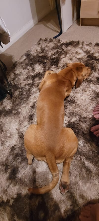 A tan dog is lying on a shaggy, brown and white rug in a dimly lit room. The dog is positioned lengthwise, facing away from the camera. The dog's hindquarters are particularly prominent, showing its muscular thighs and tail curled to the side. Two human feet are visible on the right side of the image, resting on the rug near the dog's hind legs. The environment appears to be domestic, with a wall and a sliver of furniture visible in the background. The rug has a long, fluffy pile and a mottled pattern. There are no specific indicators of a South Holland, United Kingdom location.