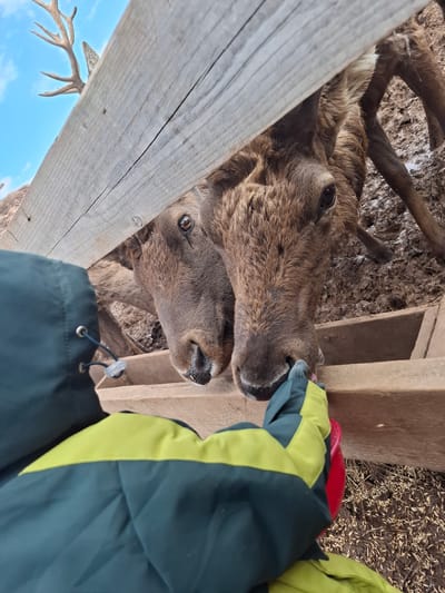 A close-up, angled photograph captures a person feeding two reindeer or caribou within an outdoor enclosure in Ludorvai, Russia. The person's right arm, covered by a distinct dark green and lime green winter glove, extends into the frame, holding a small red scoop or container filled with food. The two reindeer, both with thick brown fur, are positioned with their heads reaching towards the container to eat. One reindeer's muzzle is directly engaged with the feeder, while the other's head is slightly above and behind, also seeking food.
The setting appears to be a wildlife sanctuary or petting zoo, characterized by wooden fence posts that partially frame the scene and muddy ground visible beneath the animals. Scattered hay or feed, possibly oats, is also present on the ground. The clear blue sky is visible in the bottom left, with a prominent antler from another reindeer extending into the frame, indicating daytime conditions. The person's winter attire suggests a cold or chilly environment. The interaction appears calm and gentle, with the animals seemingly accustomed to being fed by humans. There is no visible text in the image.