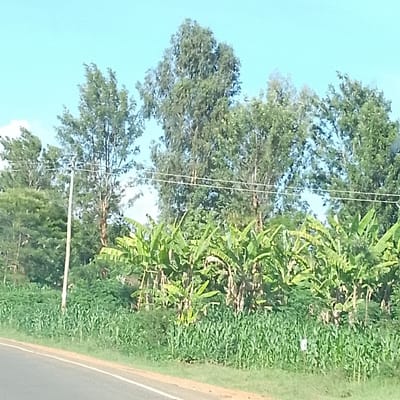 This image depicts a rural roadside scene in Mukuyuni, Kenya, under a clear blue sky with minimal cloud cover. In the foreground, a paved road with a white edge line runs horizontally along the bottom left. Adjacent to the road is a strip of green grass, followed by a dense field of young green crops, consistent with maize, extending across the lower half of the frame. A small white marker post is partially visible within these crops on the right side. Behind the crop field, a dense cluster of banana plants with large green leaves occupies the mid-ground. In the background and above the banana plants, numerous tall, leafy green trees are visible, extending towards the sky. A utility pole stands on the left side of the frame, and multiple horizontal utility lines are strung across the upper mid-ground, extending between the pole and beyond the frame to the right. No people or animals are present, nor are any actions or interactions depicted.