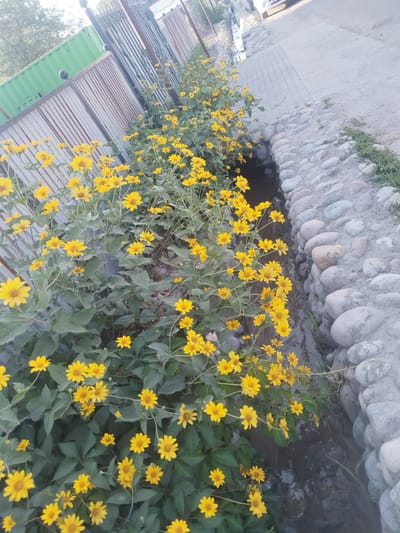 A pathway of cobblestones runs alongside a narrow, dark water channel. On the left, a dense cluster of bright yellow daisy-like flowers with dark centers grows, their foliage a deep green. Behind the flowers, a corrugated metal fence runs diagonally, and beyond that, a section of a green shipping container is visible. The scene appears to be outdoors, likely in an urban or semi-urban setting, suggested by the presence of the fence, shipping container, and paved pathway. The lighting indicates it is daytime, possibly late afternoon, given the soft light.
