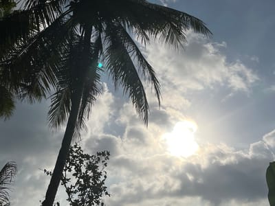 The image captures a portion of a silhouetted coconut palm tree against a partly cloudy sky. The sun is partially obscured by clouds, creating a bright halo effect. The scene appears to be outdoors, possibly in Tambakreja, Indonesia, given the tropical foliage. There are no people or specific urban elements visible to indicate a city location beyond the general implication of Tambakreja. The focus is on the natural elements of the sky and vegetation.