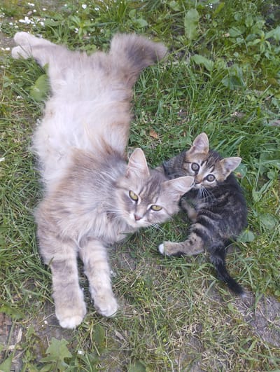 Two cats are lying on the grass in Voroshylivka, Ukraine. The larger cat, on the left, is a fluffy gray tabby with yellow eyes. It is lying on its back with its paws in the air. The smaller cat, a dark tabby kitten, is nestled against the larger cat's side. It has big, curious eyes and is looking directly at the camera. The grass is green and lush, with some dry patches and fallen leaves. The sun appears to be bright, suggesting it is daytime, and the weather is likely warm. The overall mood is peaceful and serene, with the cats appearing relaxed and comfortable in their surroundings. There is no visible text in the image.
