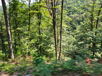 The image shows a dense forest with tall trees and lush green foliage. The sun is filtering through the leaves, creating dappled light and shadows. In the foreground, there is a blurry, streaky effect, suggesting movement, possibly from a vehicle. The background reveals a hillside covered in more trees, indicating a natural, undeveloped area. The scene is consistent with the natural landscape found in and around Borima, Bulgaria, which is known for its mountainous terrain and extensive forests. There are no people or discernible man-made structures visible in the image.