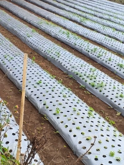 A field showcases rows of crops grown under a plastic mulch system. The gray plastic sheeting covers raised beds, perforated with evenly spaced holes. Small green plants emerge from these holes, indicating young crops. The soil between rows is visible, appearing brown and well-tilled. A slender, light-colored pole stands upright near the front of the image. Some dried plants are also visible.