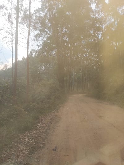The image depicts an unpaved, light brown dirt road in Kasigiri, Democratic Republic of the Congo, extending into the distance with a gentle curve to the right. The road is flanked on both sides by dense vegetation, including green undergrowth and numerous tall, slender trees that form a canopy. Fallen leaves are scattered along the road's edges. The scene is pervaded by a strong atmospheric haze or lens flare, particularly on the right, casting a yellowish-brown tint over the environment. The sky is partially visible through the upper left tree line, appearing light grey-blue. No persons, animals, or vehicles are visible within the frame.