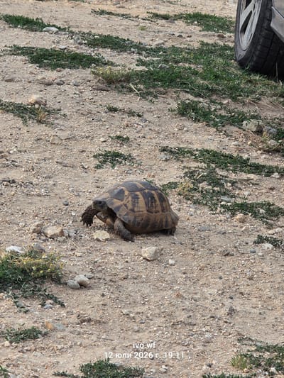 A medium shot photograph captures a tortoise walking on a dirt and gravel path in Chal, Bulgaria. The tortoise is the central subject, positioned in the lower half of the frame, facing left with its head extended and legs positioned for movement. Its shell is patterned with shades of brown and black. The ground is covered in small stones, pebbles, and patches of dry grass and green vegetation. In the upper right corner, a portion of a vehicle's tire and wheel rim is visible, indicating the presence of a car nearby. The background is out of focus, suggesting a shallow depth of field. The overall environment appears to be an outdoor, possibly arid or semi-arid, location. A timestamp and filename "ivo.wf 12 юли 2026 г. 19:11" are overlaid in white text on the lower right of the image.