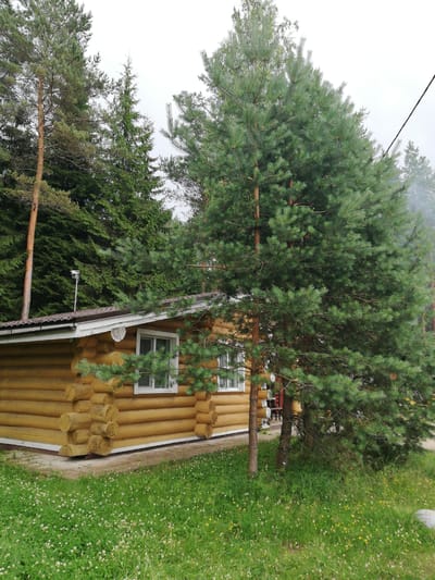 The image depicts a rustic, wooden log cabin situated in a wooded area. The cabin is yellow and features a brown roof. There are two white-framed windows visible on the side of the cabin facing the camera. A tall, green pine tree stands prominently in the foreground, partially obscuring the cabin. The ground around the cabin is covered in green grass with scattered white and yellow wildflowers. In the background, numerous other pine and evergreen trees create a dense forest. The sky is overcast and appears grayish. A silver antenna is mounted on the roof of the cabin. There are no people or animals visible in the image. The scene suggests a tranquil, natural setting, possibly a countryside or forested retreat.