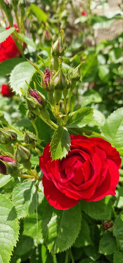 This is a close-up, horizontal, eye-level shot of a vibrant red rose in bloom, situated amidst its green foliage and developing buds. The rose's petals are tightly furled in the center, with a few outer petals starting to unfurl, showcasing a rich, velvety texture. The surrounding leaves are a deep green, with serrated edges, and some are slightly shadowed, suggesting dappled sunlight. To the left of the main rose, a cluster of rosebuds is visible. These buds are elongated and pointed, with a greenish-red hue, indicating they are still developing. Some of the buds appear to be partially opening, revealing glimpses of red within. The background is a blur of more green foliage and hints of a lighter, possibly sandy or earthy, texture, which could be the ground or another plant. The lighting suggests it is daytime, possibly late morning or afternoon, with bright sunlight casting shadows and highlighting the textures of the petals and leaves. The overall impression is one of natural beauty and the promise of further blooming. No text is visible in the image. The location context is Vārzas, Latvia.