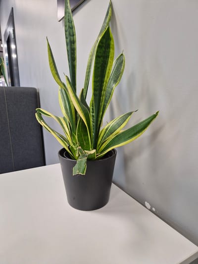 A snake plant, also known as Sansevieria, sits in a black pot on a white surface. The plant has tall, upright leaves with variegated green and yellow patterns. In the background, a dark gray chair is visible to the left, and a light gray wall to the right. The wall has a few small white marks on it. The image appears to be taken indoors, likely in Ebavere küla, Estonia, based on the provided context.