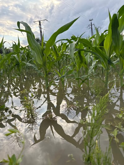 The image depicts a flooded cornfield in Wilczyce, Poland, with young corn stalks partially submerged in murky water. The water reflects the overcast sky, which is dotted with clouds and illuminated by sunlight filtering through. Power lines and pylons are visible in the background, indicating the proximity of agricultural land to infrastructure. The low-angle perspective emphasizes the inundation, with the water level reaching about halfway up the corn stalks. Small aquatic plants and debris are scattered throughout the water. The overall impression is one of a rural landscape affected by heavy rainfall or flooding.