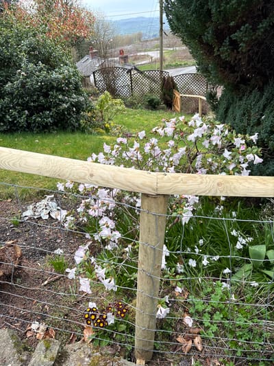 The image presents a garden view in Snailbeach, United Kingdom, looking down into a valley on an overcast day. In the foreground, a light-colored, freshly installed wooden fence rail spans horizontally across the lower middle, affixed to a round wooden post. Beneath this rail, a wire mesh fence is visible. The immediate ground below the fence displays dark soil, scattered dry leaves, emerging green shoots, and a cluster of small dark red and yellow flowers. Beyond the fence, a large bush with numerous pale pink and white blossoms dominates the midground on the right, while dense green shrubs are present on the left. The garden floor is covered in green grass with some small white flowers. In the background, several residential structures with dark roofs and brick chimneys are partially visible, interspersed with trees and a lattice fence. A light-colored unpaved road or track winds through the distant landscape. Farther in the distance, hills rise under an overcast sky. A single utility pole stands vertically on the far right side of the background. No individuals or active interactions are depicted.