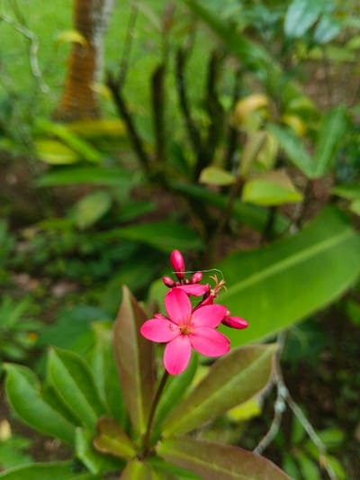 An extreme close-up photograph taken in Trairão, Brazil, depicts a vibrant pink five-petal flower with a light-colored pistil and stamens, positioned slightly right of the frame's vertical center. Several unopened pink flower buds are visible surrounding the main bloom. The flower is part of a plant with green and reddish-brown leaves in the foreground and midground. The background consists of heavily blurred, lush green foliage and darker plant stems, with a vertical brown element (possibly a tree trunk) discernible in the upper left. A thin, white, irregularly curved strand, possibly spider silk or plant fiber, is visible above the main flower and extending towards a bud. A small dark speck is present on one of the flower's petals. The scene is illuminated by natural light.