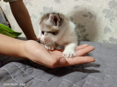 A young child's arm and hand are visible, holding a small, fluffy kitten. The kitten, primarily white with grey tabby markings on its head, back, and tail, is perched on the child's open palm. Its tiny white paws are extended forward. The background shows a patterned wallpaper and a grey quilted surface, likely a blanket or bedspread. The overall scene suggests a moment of gentle interaction between the child and the pet. The timestamp "2026/06/29 18:20" is visible in the lower left corner, indicating the photograph was taken in the early evening. There are no clear weather or specific location cues beyond the given context of Жанай, Kazakhstan. The emotion conveyed is one of tenderness and care.