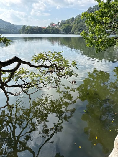 The image shows a lake in Kandy, Sri Lanka, viewed from a low angle. A tree with green foliage is prominently featured in the foreground; its branches extend towards the water, and its reflection is visible on the lake's surface. Two birds are perched on the branches of the tree. The lake reflects the sky, with scattered clouds. In the background, a forested hillside dotted with buildings slopes down to the water's edge. Fallen leaves float on the water's surface.