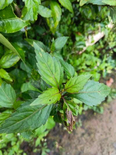Location: Inawi, Papua New Guinea. The scene is a close-up photographic record of plant foliage. The primary subject is a cluster of broad, serrated green leaves, some exhibiting irregular yellow-green mottling. These leaves are attached to visible reddish-purple stems. A singular leaf in the lower right quadrant of the cluster displays advanced necrosis, characterized by prominent brown discoloration and shriveling. The immediate background is composed of blurred, dense green vegetation. The ground surface at the bottom of the frame is indistinct, textured, and reddish-brown. No human subjects, animals, or artificial objects are present. No actions or interactions are observed.