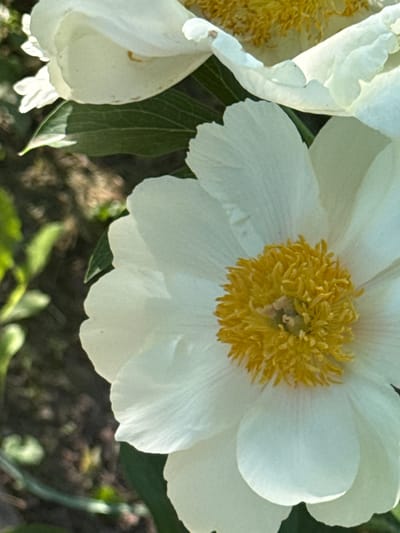 The image captures a close-up view of a blooming white flower, likely a peony, prominently positioned in the center-right. The flower features numerous large, soft white petals radiating outwards from a vibrant, dense cluster of bright yellow stamens and pistils at its core. The petals show subtle textures and slight translucency, with some areas appearing brighter due to direct light.

To the left, a portion of another similar white flower is visible, also with yellow stamens, though less distinct. Several broad green leaves are interspersed among the flowers, some appearing sharp and defined, suggesting they are part of the main plant, while others are softly blurred in the background. The background consists of out-of-focus elements of dark green foliage and brown earth, indicating an outdoor setting such as a garden.

The lighting suggests it is daytime, possibly a bright, sunny day, as evidenced by the strong illumination on the white petals and the contrast with shaded areas. There is no discernible specific activity other than the natural state of the flowers in bloom. The scene evokes a sense of natural beauty and tranquility. No text is visible in the image. The location context provided is Nadezhda, Russia.