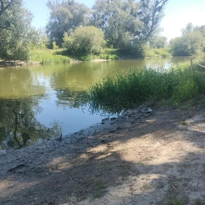 The image depicts a calm, muddy riverbank lined with lush green vegetation and trees under a clear blue sky. The water is a murky green, reflecting the surrounding foliage. The bank itself is composed of dark, wet soil with scattered debris, including plastic bottles and other refuse. A thin fence can be observed to the right side of the image. The overall scene suggests a natural environment that has been impacted by human presence, evidenced by the litter. The image does not provide any specific information that would allow for the identification of its precise location within Sheptytskyi, Ukraine.