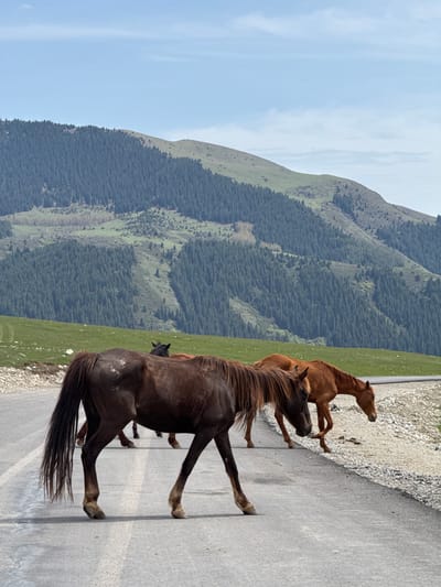 The image displays a serene mountainous landscape featuring several horses on and alongside a paved road in what is identified as Semenovka, Kyrgyzstan. In the foreground, a prominent dark brown or black horse with a flowing mane and tail strides forward on the asphalt road, heading towards the right side of the frame. Behind it, a reddish-brown horse with a lighter mane walks on the gravel shoulder of the road, also moving in the same direction. Another horse is partially visible further behind the dark horse, suggesting a small group.

The background is dominated by lush green mountains covered extensively with dense coniferous forests on their lower slopes, transitioning to greener, less forested areas higher up. The mountains stretch across the entire horizon under a clear, bright blue sky with scattered light clouds. The scene appears to be set on a fair-weather day, likely late morning or early afternoon, given the clear visibility and natural lighting. The horses seem calm and are either traveling along the road or have temporarily paused there. There are no people visible, nor any discernible text in the photograph.