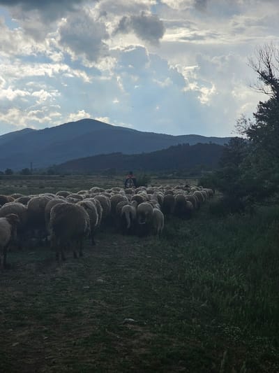 The image shows a flock of sheep being herded along a grassy path near Nikolaevo, Bulgaria. A mountain rises in the background. A shepherd, dressed in dark clothes and a backpack, walks amongst the sheep. The sky is filled with cumulus clouds. Trees and dense grass border the right side of the path.