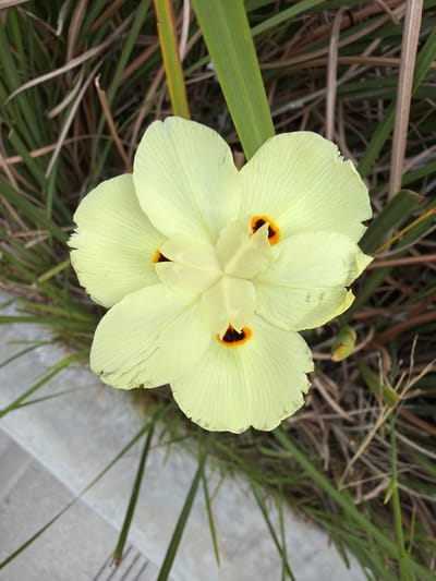 A close-up, top-down view captures a pale yellow iris flower with three visible petals, each displaying delicate veins. The flower's center features dark orange accents within its darker yellow core. The bloom is set against a backdrop of dried grasses and blades of green grass, with a hint of a grey paved surface in the lower left quadrant. The image is sharp and well-lit, with natural daylight illuminating the flower. This scene is located in Garden Grove, United States of America.