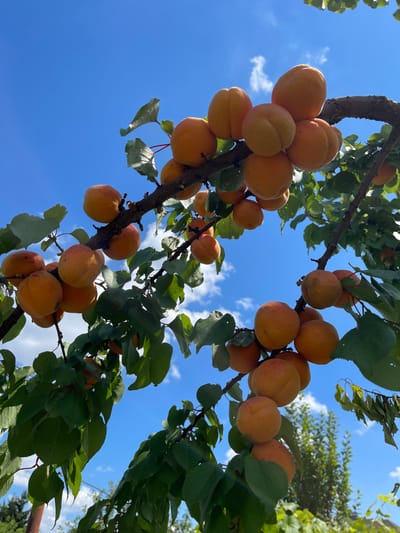 The image displays a close-up view of an apricot tree branch laden with ripe apricots, set against a clear blue sky with scattered white clouds. The apricots are round and vary in shades of orange and yellow, with some showing slight reddish blush. They are clustered on the branch, which is dark brown and rough in texture, with green leaves and smaller stems visible. The sunlight illuminates the fruit, creating highlights and shadows. In the background, blurred green foliage and trees are visible, suggesting an outdoor orchard setting. The scene is located in Ivankovychi, Ukraine. There are no people or animals present in the image. The perspective is looking upwards into the branches of the tree.
