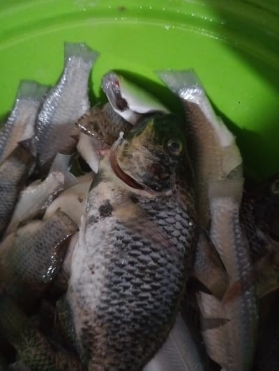 A green plastic container, likely a bucket or basin, holds a dense collection of prepared fish in Neuheun, Indonesia. The fish are dead and show signs of processing, with many being scaled and gutted. Several smaller fish are headless, while a larger, prominent Tilapia in the foreground retains its head but has visible gill flaps. The scales of the fish are predominantly silver-grey with some darker mottling, particularly on the larger specimens. A small amount of liquid, consistent with water, is present among the fish. No individuals are visible. The scene is illuminated by what appears to be dim, possibly artificial, overhead lighting.