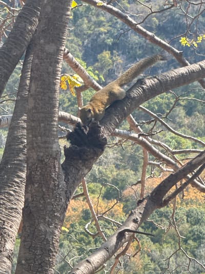 A squirrel hangs upside down on a tree branch, its tail straight up. The branch it clings to is a medium gray color with ridges. Other branches, some thinner and some thicker, twist around in the frame. The background is a blur of green trees and hills under a bright sky. The light is strong, casting shadows and highlighting the texture of the tree bark.