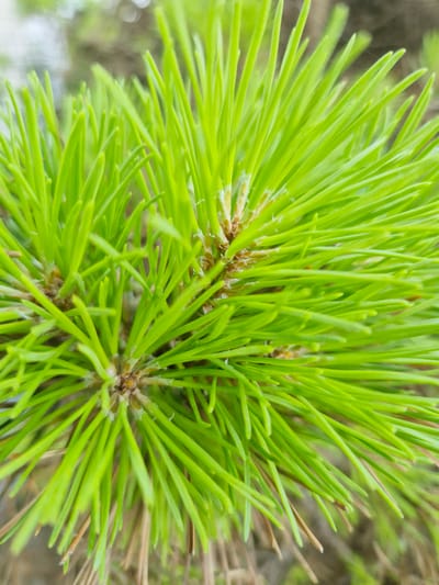 The image is a close-up, macro photograph of vibrant green pine needles. The needles are sharp and needle-like, radiating outwards from brown woody bases. Some older, brown needles are visible beneath the new growth. The background is blurred, with soft greens and browns suggesting an outdoor, natural setting, possibly a park or forest area. The lighting is bright, highlighting the freshness of the new pine growth. The image does not contain any people, actions, or interactions. There is no specific identifiable location within Rzeszów, Poland depicted in the image, as it is a general close-up of pine foliage.
