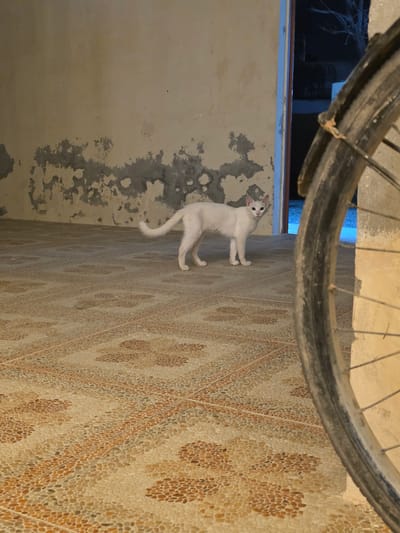 A white cat stands on a tiled floor in an outdoor covered area. The cat is facing left, with its head turned to look at the camera. The floor is tiled with small, light-colored pebbles arranged in a floral pattern. To the left of the cat, a rough, textured wall with peeling paint is visible. To the right of the cat, the edge of a bicycle wheel is prominently featured, obscuring part of the background. The background shows an open doorway leading to a dark, outdoor area with some branches visible. The scene appears to be located in Dibba Province, Oman.